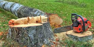 Best Tree Cabling and Bracing  in Monterey Park, CA
