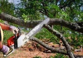 Monterey Park, CA Tree Care Company
