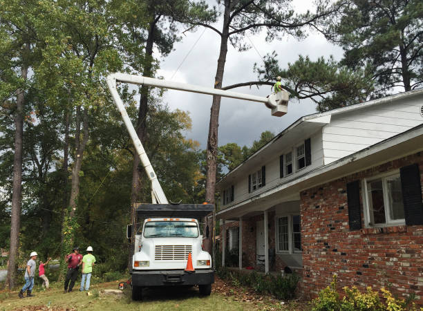 How Our Tree Care Process Works  in  Monterey Park, CA