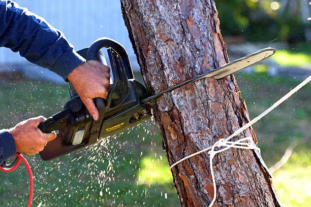 Lawn Irrigation Installation and Maintenance in Monterey Park, CA