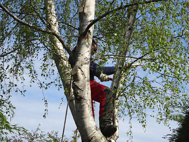 Best Tree Removal  in Monterey Park, CA