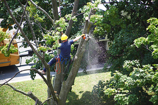 Best Tree Risk Assessment  in Monterey Park, CA