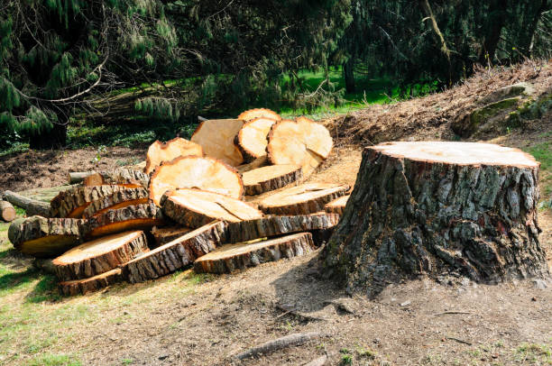 Best Emergency Tree Removal  in Monterey Park, CA